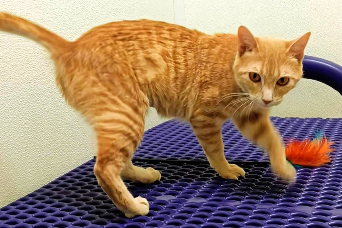 Hazel -- Meow Mobile Cat of the Week