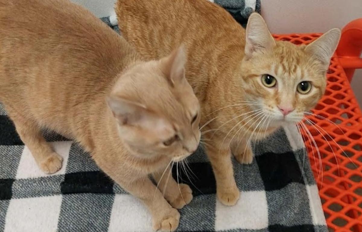 Present and Yesterday -- Meow Mobile Cats of the Week