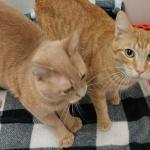 Present and Yesterday -- Meow Mobile Cats of the Week