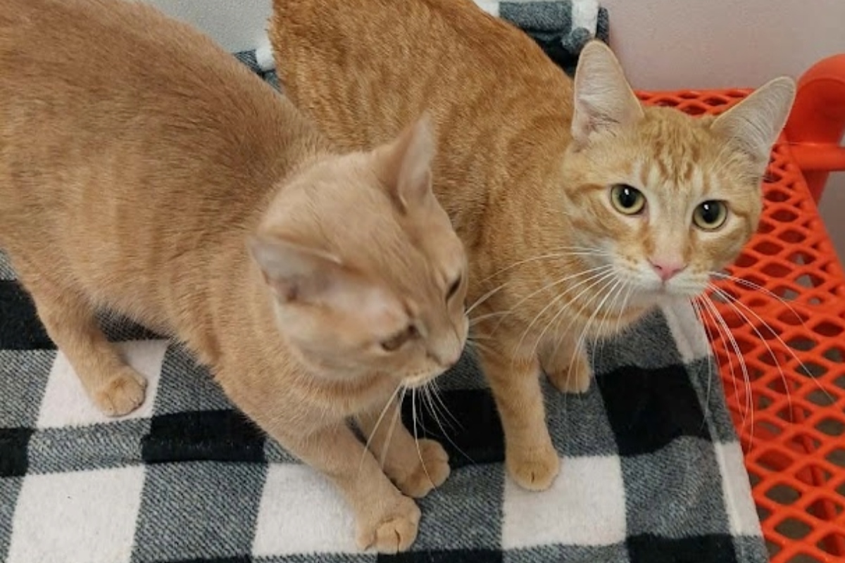 Present and Yesterday -- Meow Mobile Cats of the Week