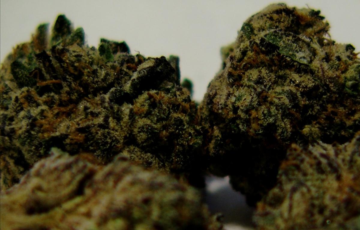 The photo shows a close-up of marijuana buds before they leaf out. (Capitol News Illinois/Andrew Campbell)