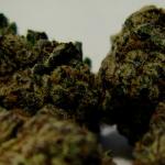 The photo shows a close-up of marijuana buds before they leaf out. (Capitol News Illinois/Andrew Campbell)