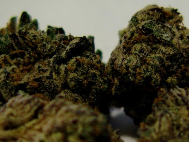 The photo shows a close-up of marijuana buds before they leaf out. (Capitol News Illinois/Andrew Campbell)