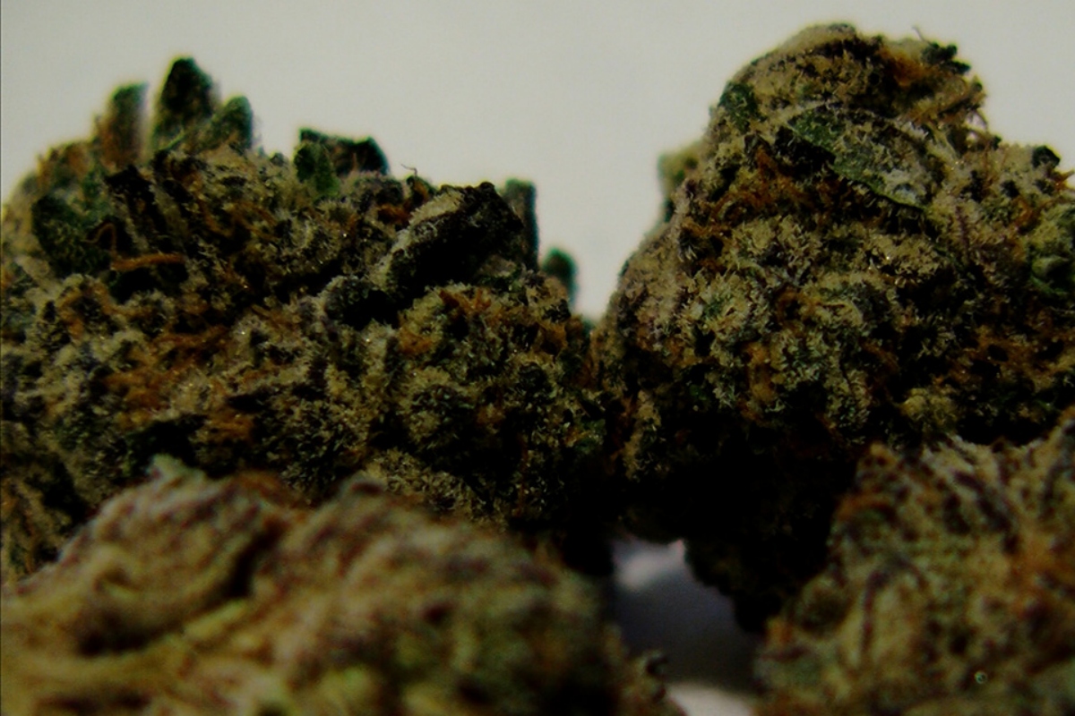 The photo shows a close-up of marijuana buds before they leaf out. (Capitol News Illinois/Andrew Campbell)