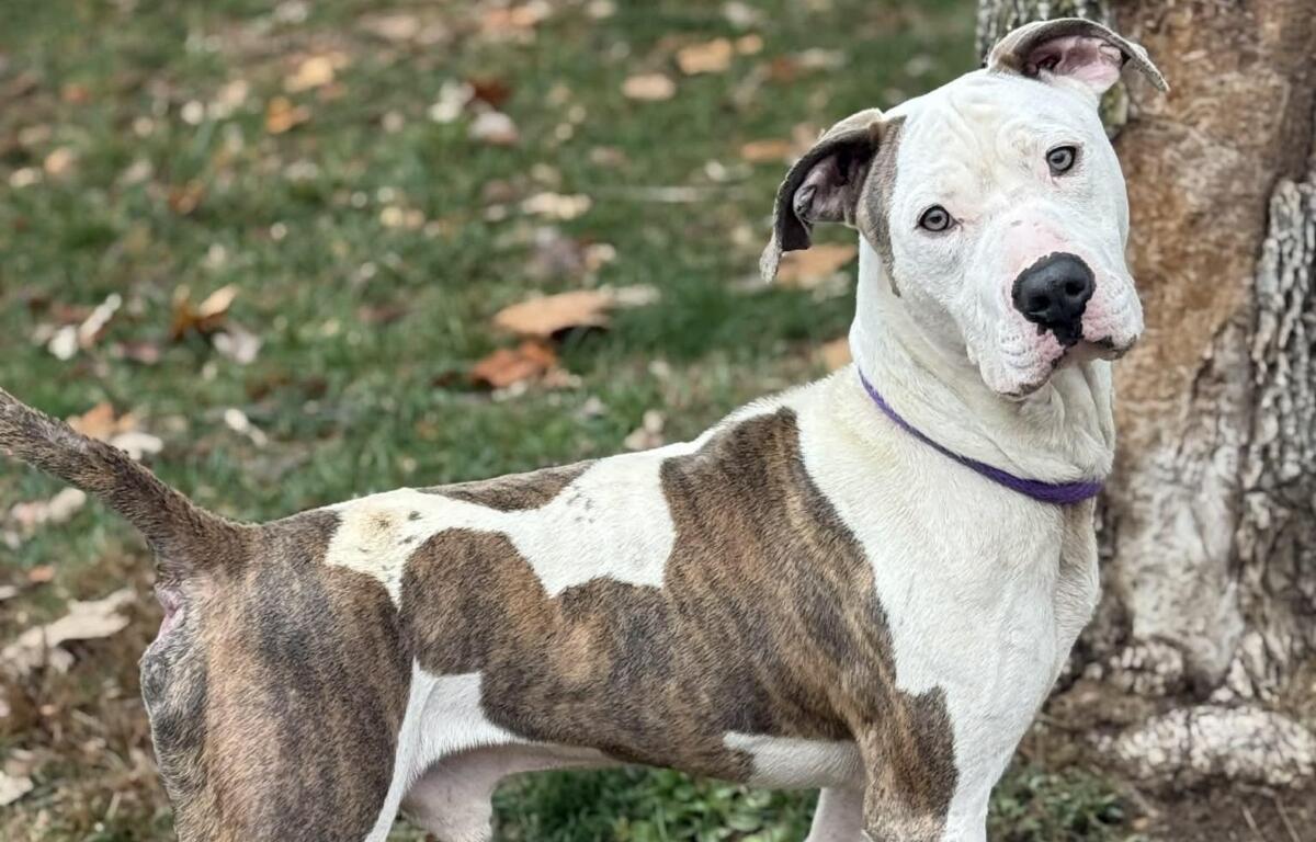 Duck -- Friends of Sangamon County Animal Control Dog of the Week