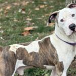 Duck -- Friends of Sangamon County Animal Control Dog of the Week