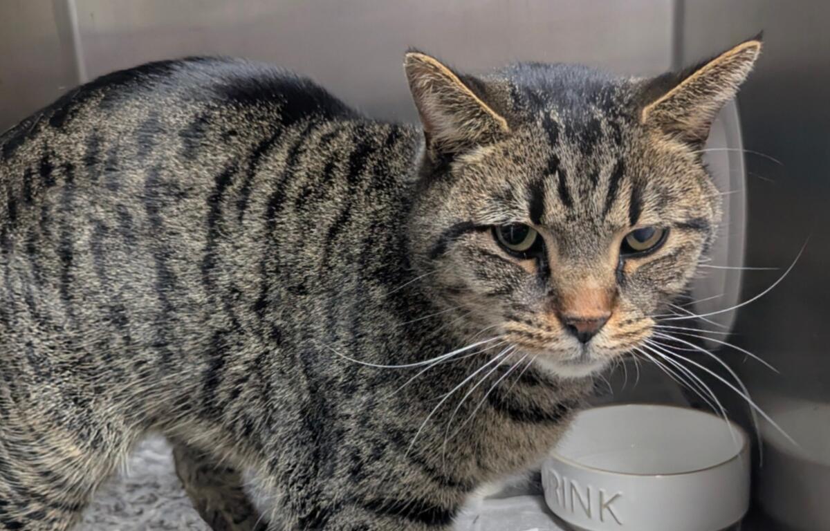 Howie -- Meow Mobile Cat of the Week