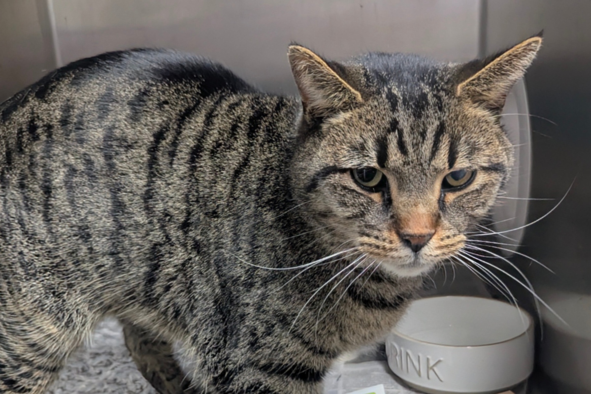 Howie -- Meow Mobile Cat of the Week