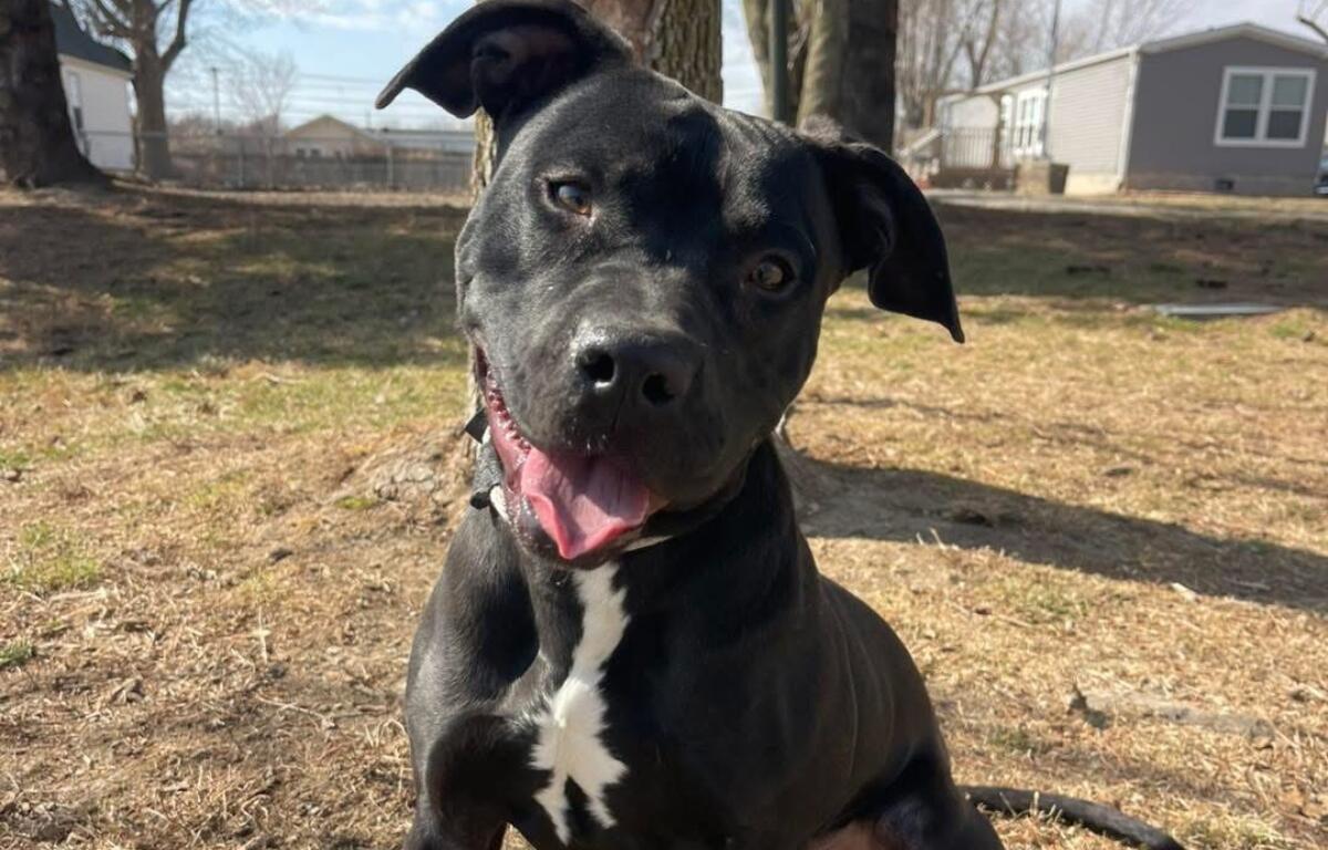 Jelly Bean -- Friends of SCAC DOTW