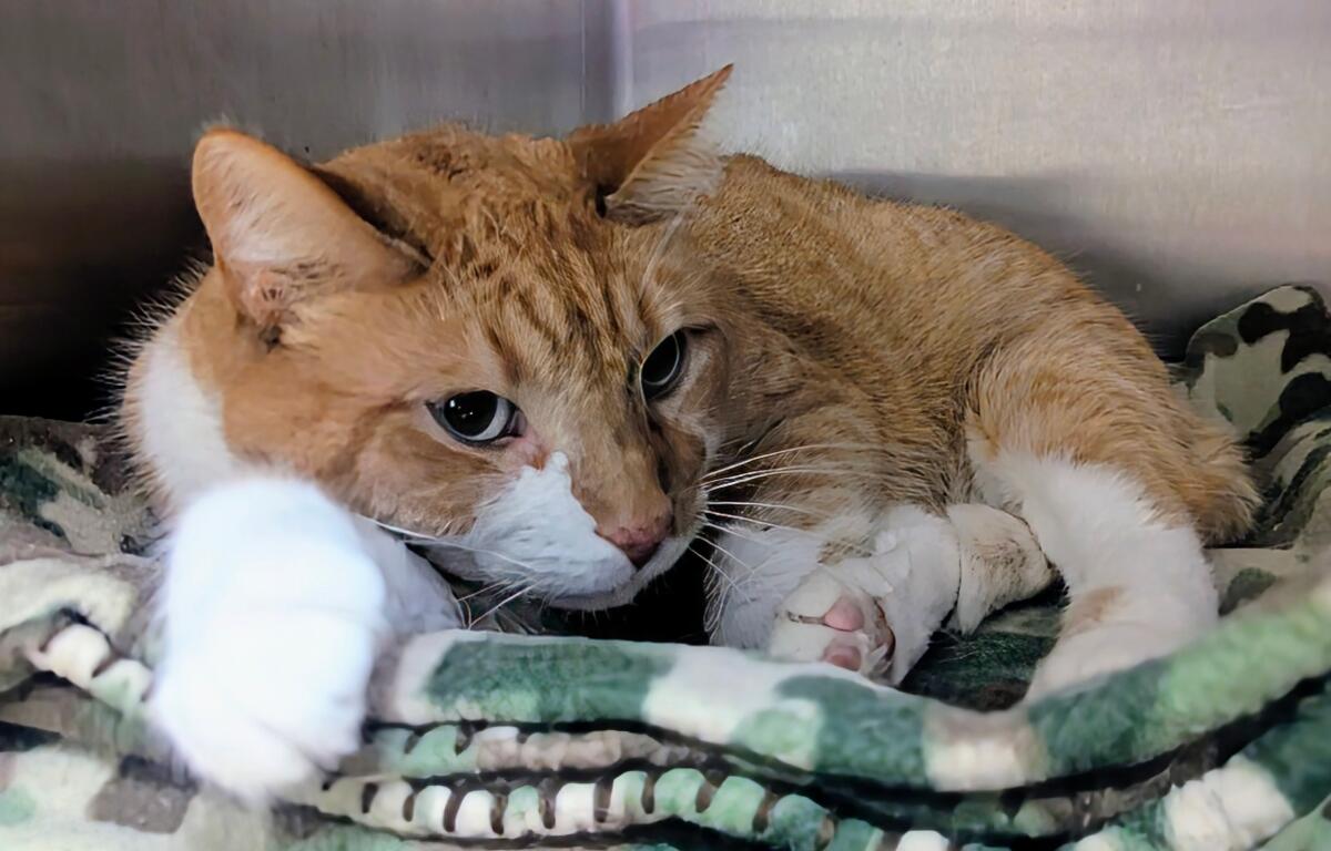 Tommy -- Meow Mobile Cat of the Week