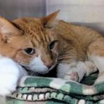 Tommy -- Meow Mobile Cat of the Week