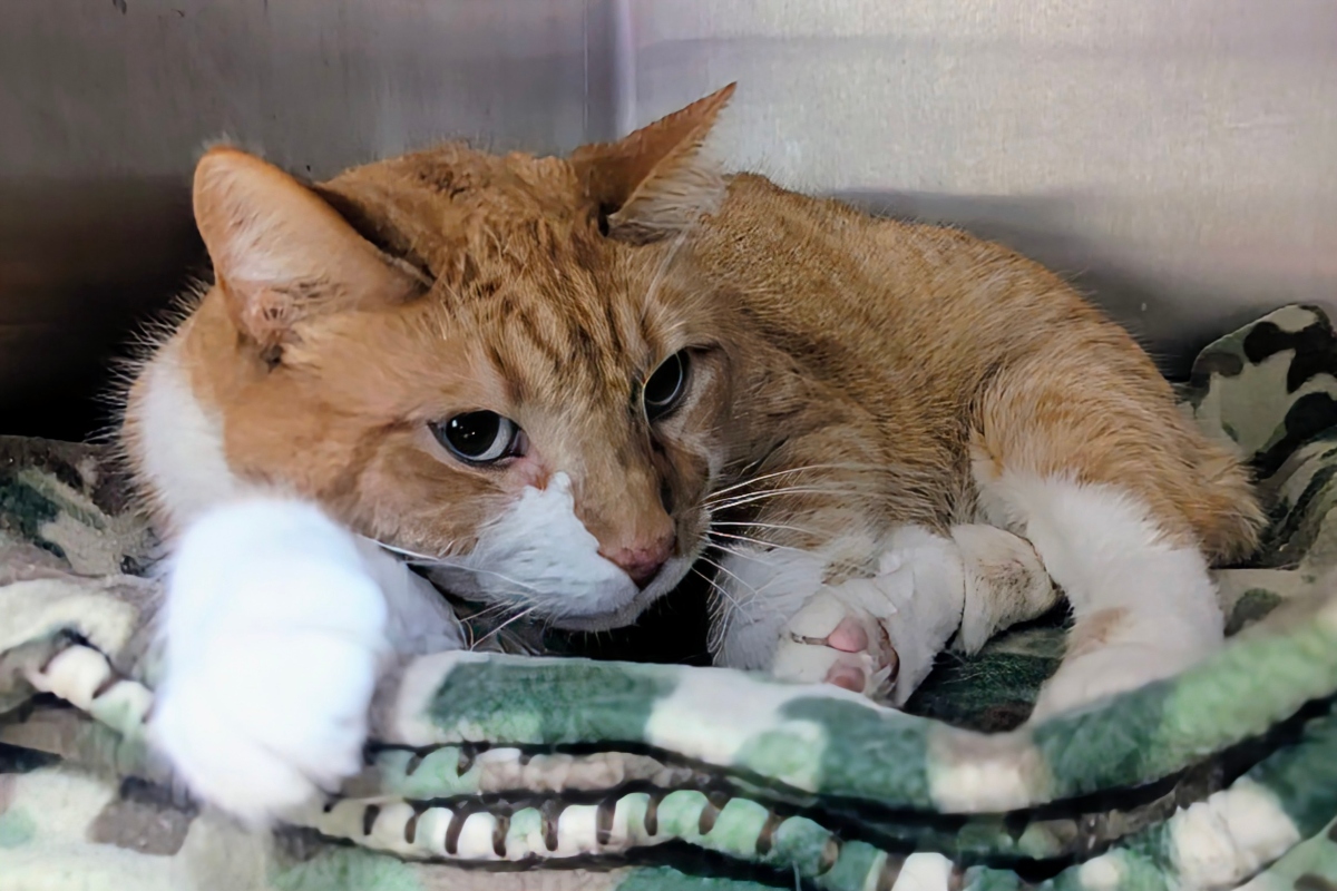 Tommy -- Meow Mobile Cat of the Week