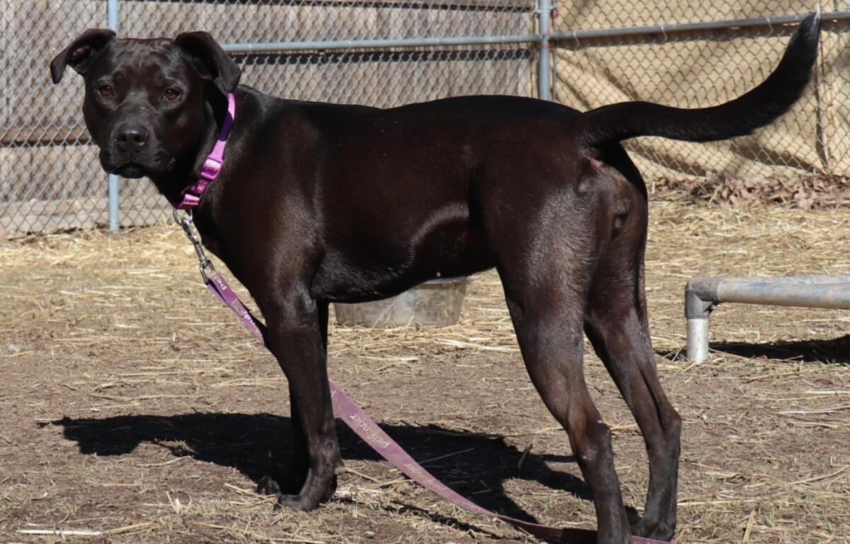 Sally -- APL Dog of the Week