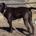 Sally -- APL Dog of the Week