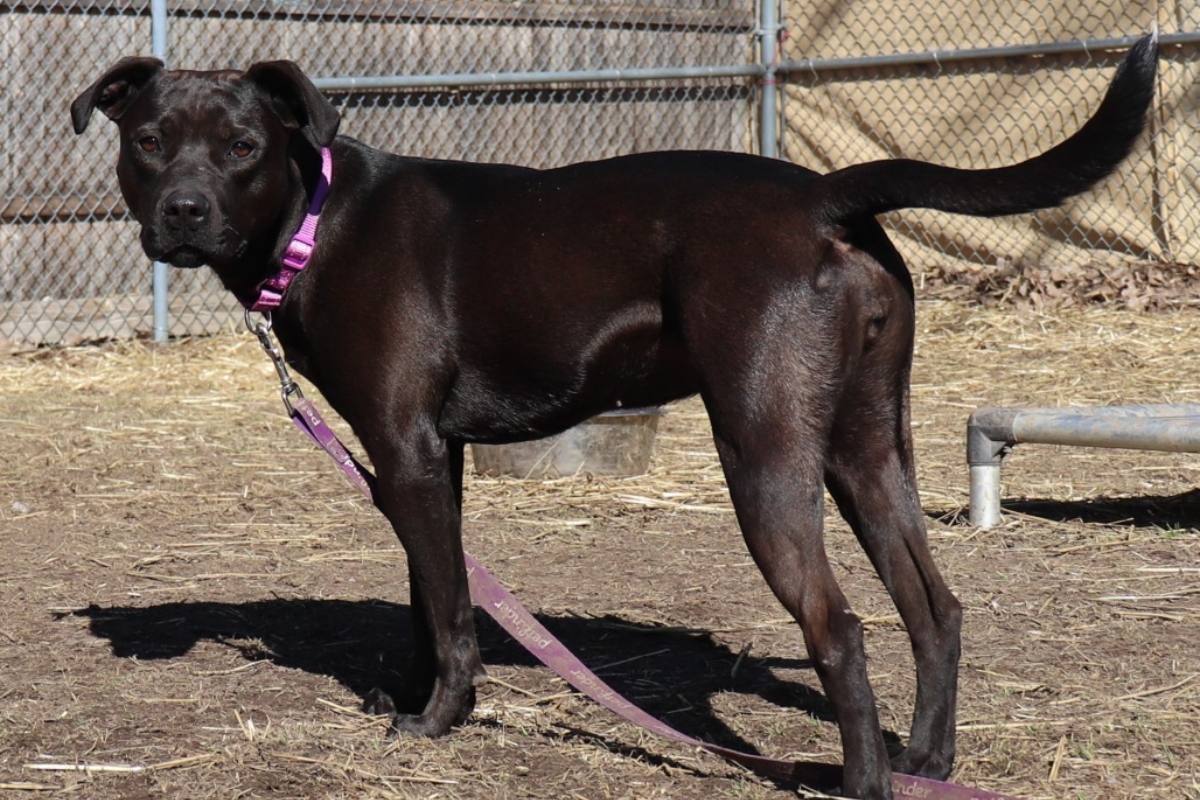 Sally -- APL Dog of the Week