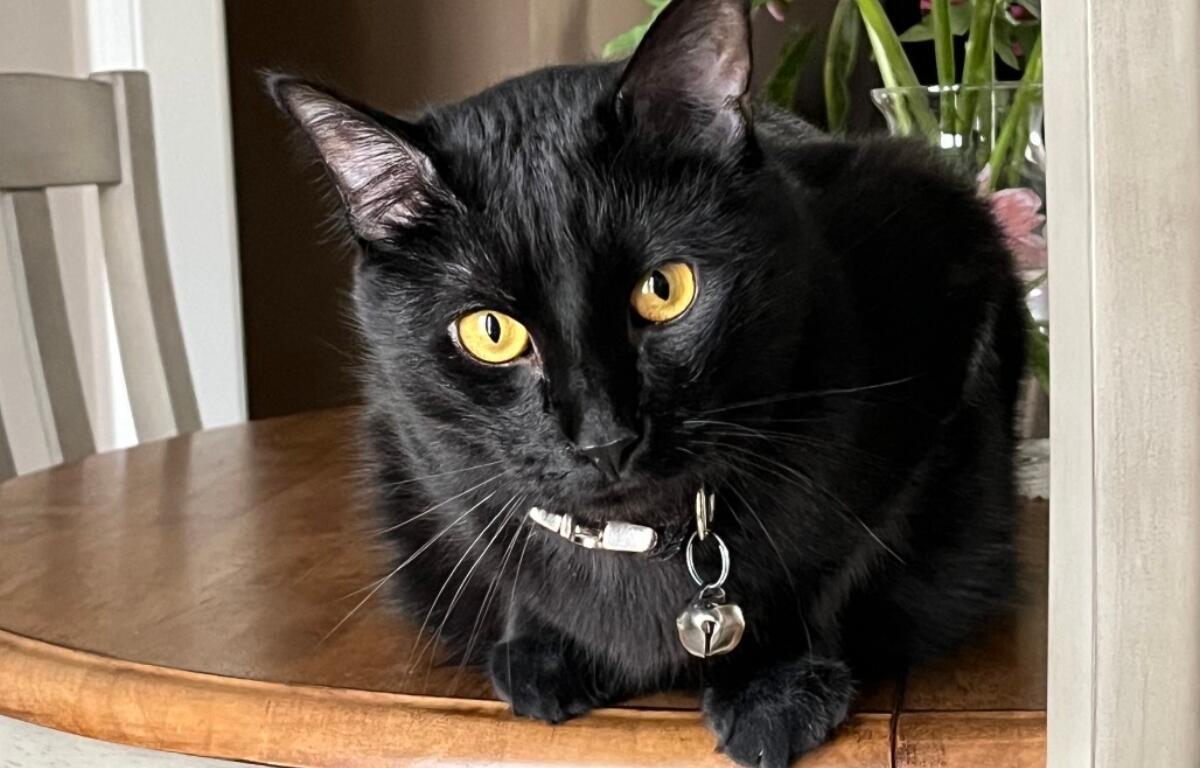 Noodle -- APL Cat of the Week