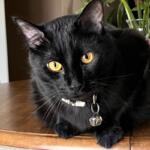 Noodle -- APL Cat of the Week