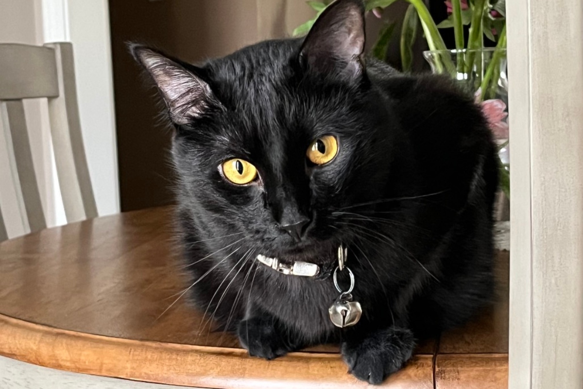 Noodle -- APL Cat of the Week