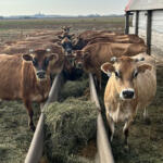 Cows on the Little Brown Cow Dairy farm in Delavan. (Provided by Terry Hoerbert, Little Brown Cow Dairy)