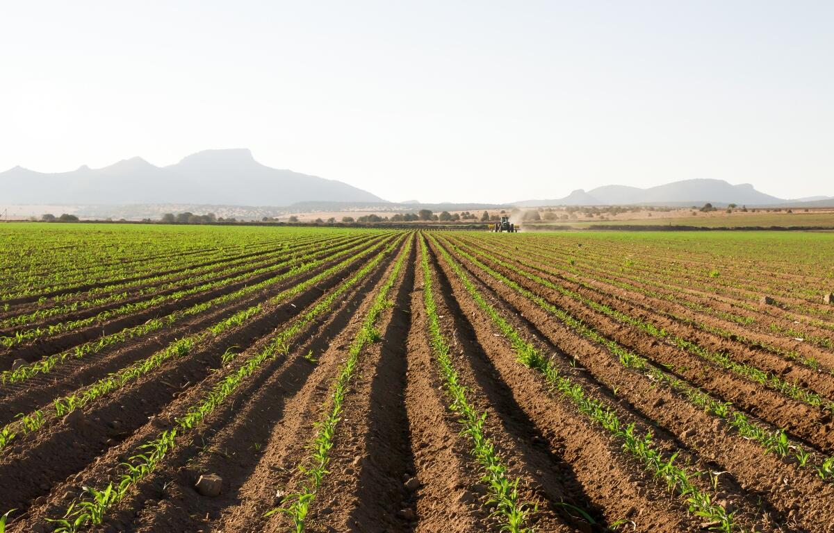 A farm in Chihuahua, Mexico.