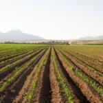 A farm in Chihuahua, Mexico.