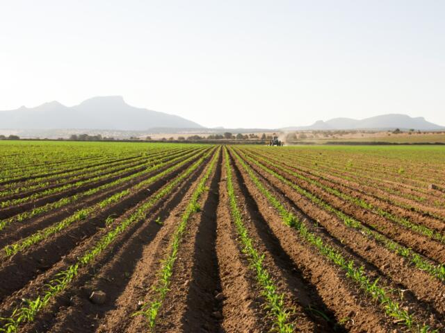 A farm in Chihuahua, Mexico.
