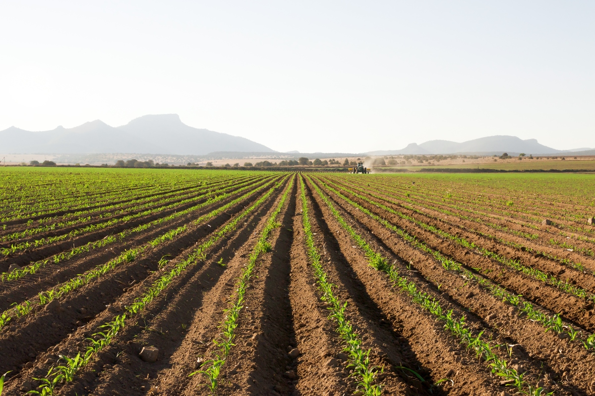 A farm in Chihuahua, Mexico.