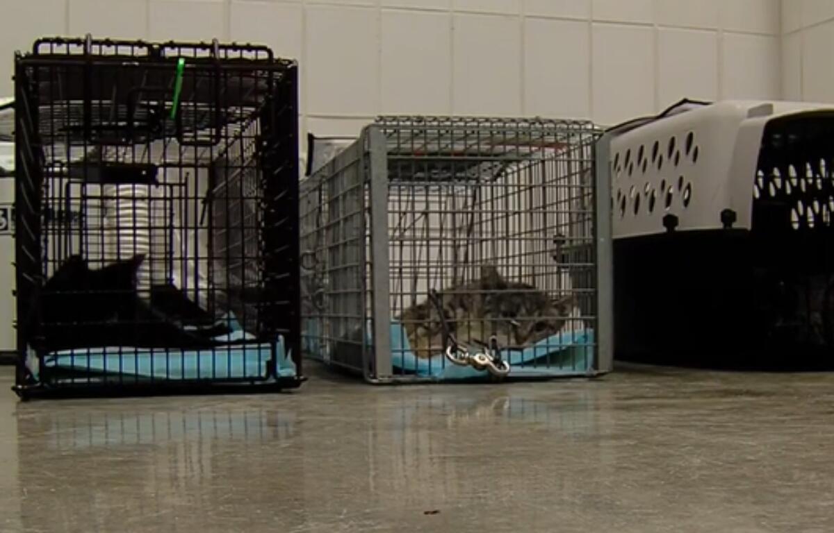 TNR provides a humane method of overpopulation management. When stray cats are left to overpopulate in the wild, infant mortality increases.