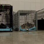 TNR provides a humane method of overpopulation management. When stray cats are left to overpopulate in the wild, infant mortality increases.