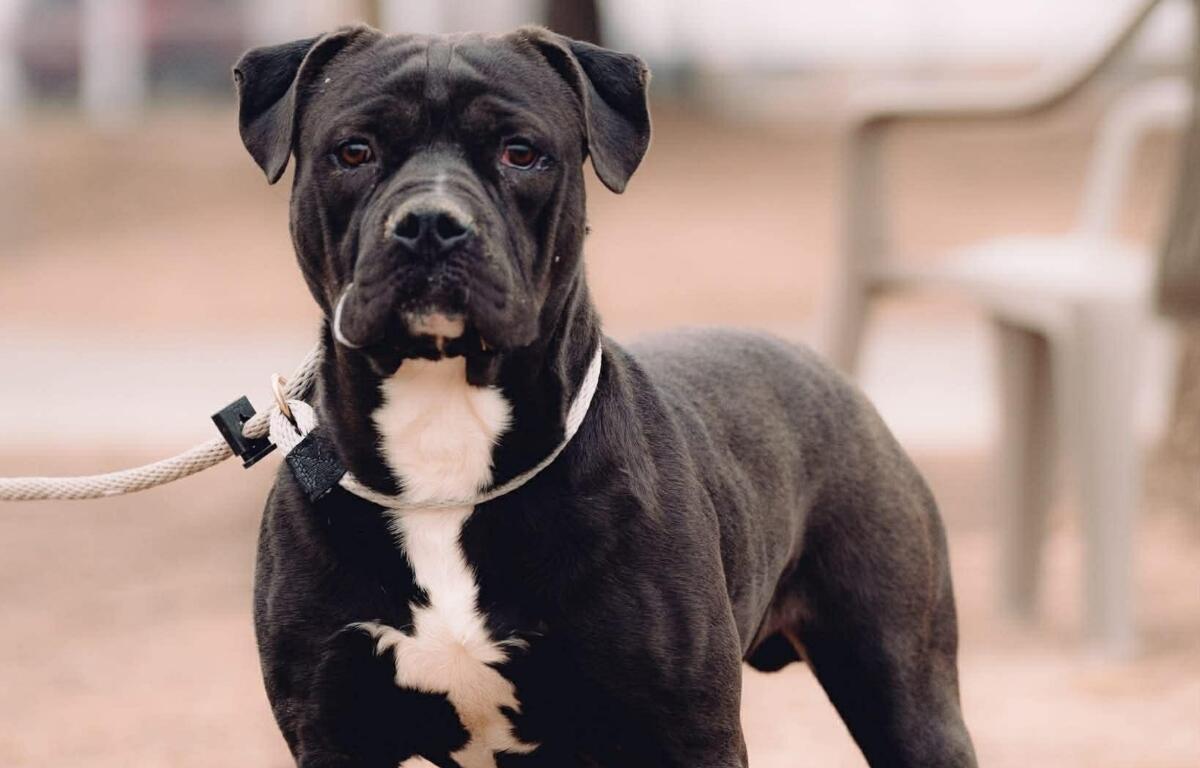 Forrest -- Friends of Sangamon County Animal Control Dog of the Week