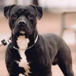 Forrest -- Friends of Sangamon County Animal Control Dog of the Week