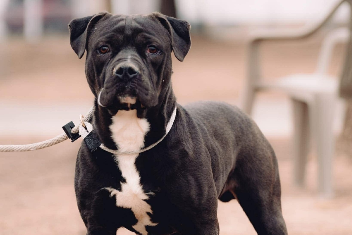 Forrest -- Friends of Sangamon County Animal Control Dog of the Week