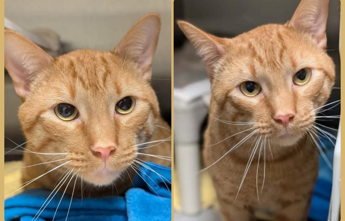 Godzilla -- Meow Mobile Cat of the Week