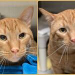 Godzilla -- Meow Mobile Cat of the Week