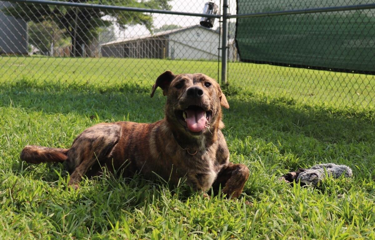 Buddy -- Animal Protective League Pet of the Week