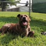 Buddy -- Animal Protective League Pet of the Week