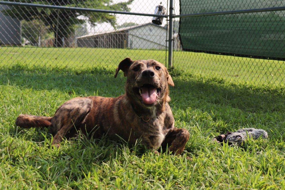 Buddy -- Animal Protective League Pet of the Week