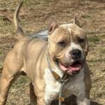 Baron -- Friends of Sangamon County Animal Control Dog of the Week