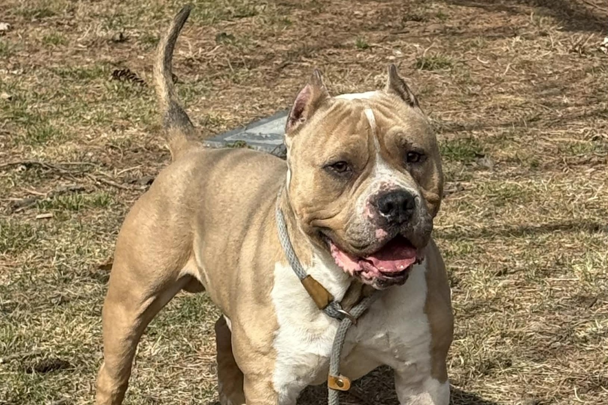 Baron -- Friends of Sangamon County Animal Control Dog of the Week