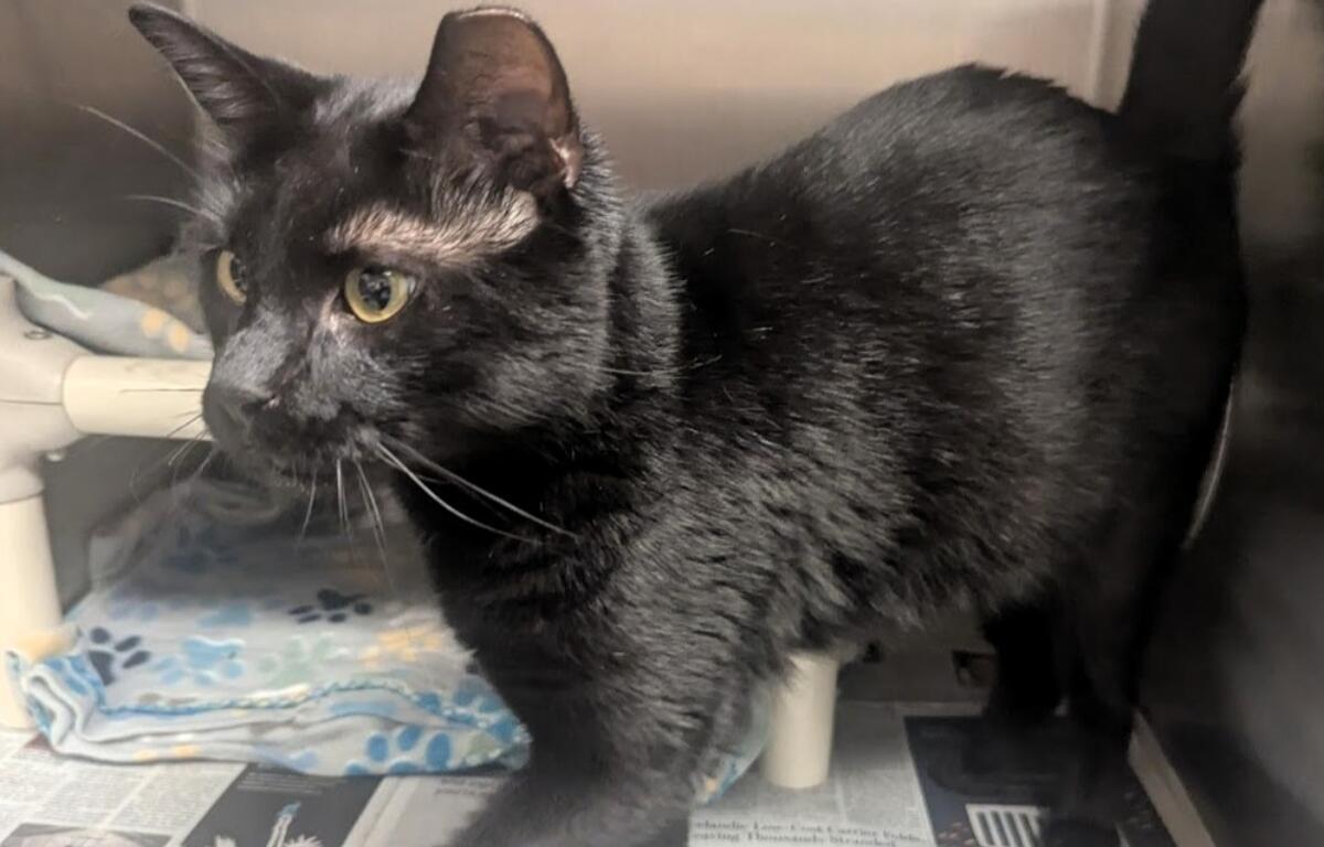 Inky -- Meow Mobile Cat of the Week