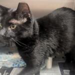 Inky -- Meow Mobile Cat of the Week