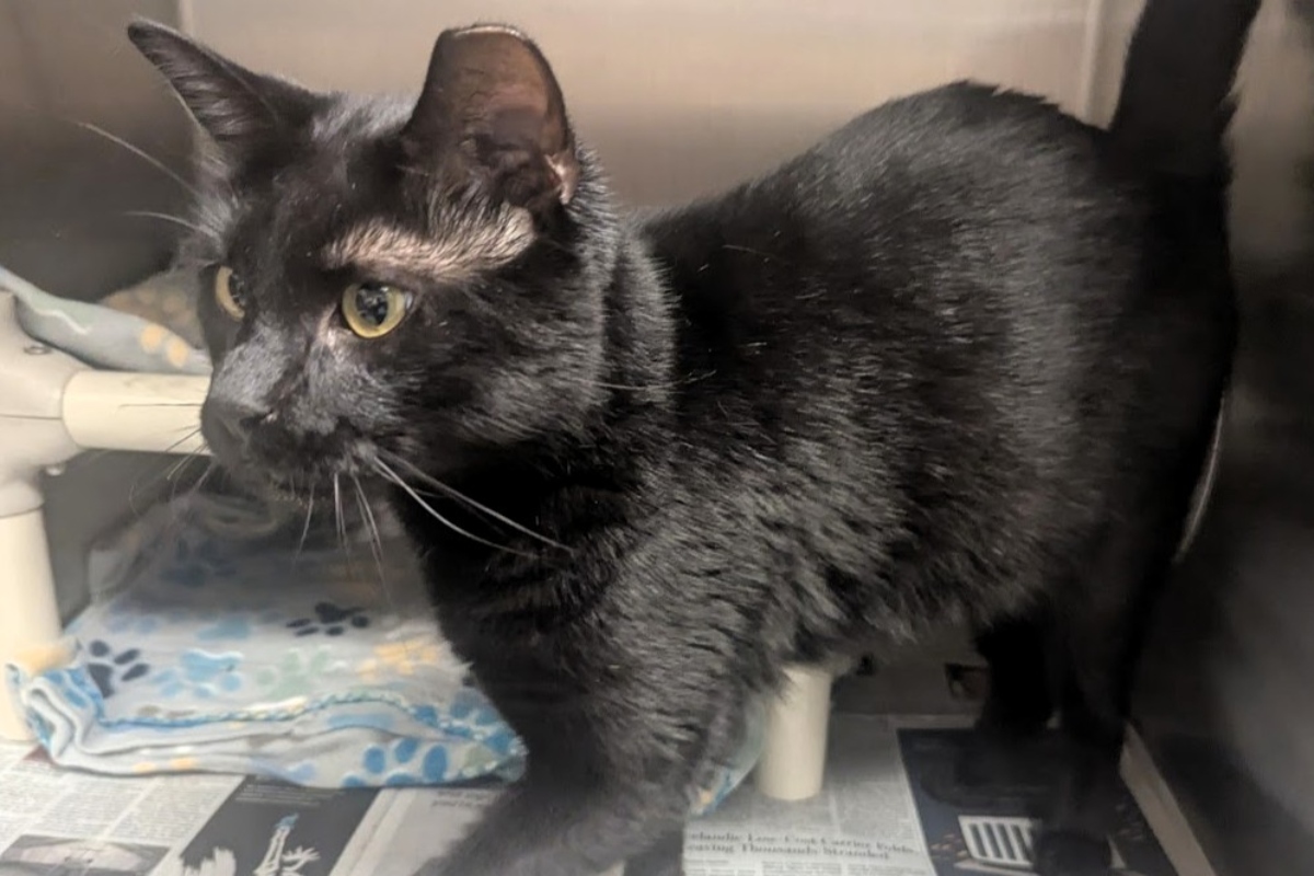 Inky -- Meow Mobile Cat of the Week