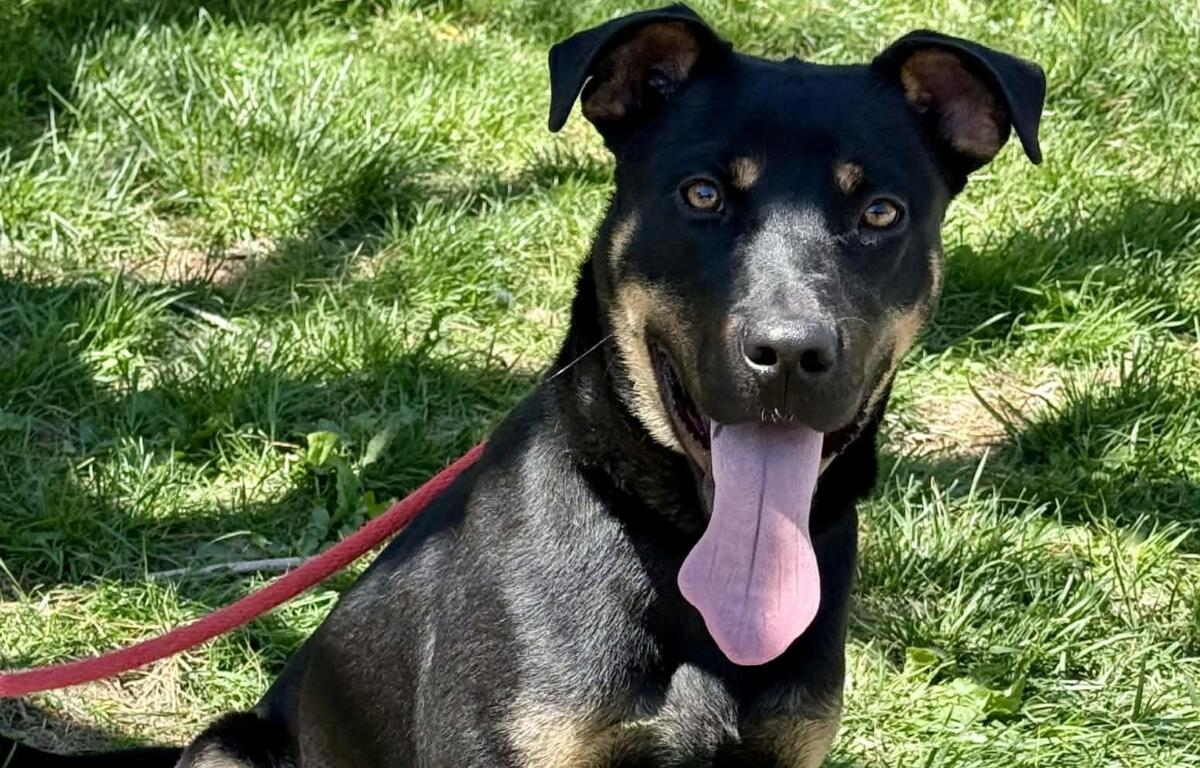 Bruno -- Friends of Sangamon County Animal Control Dog of the Week