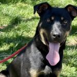 Bruno -- Friends of Sangamon County Animal Control Dog of the Week