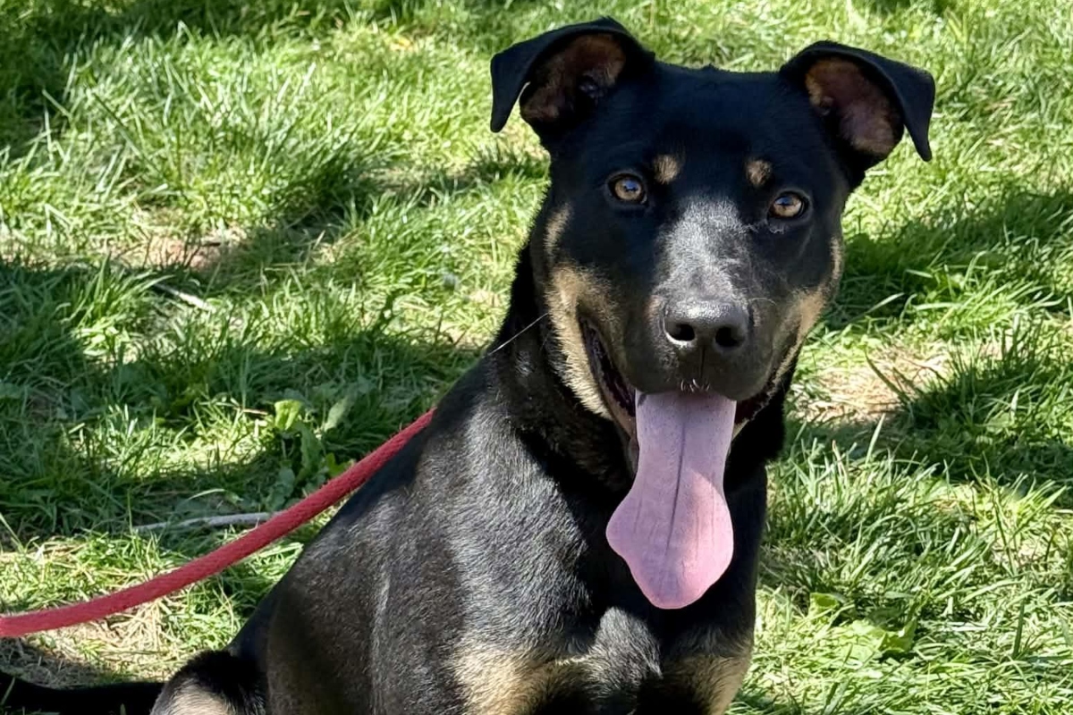 Bruno -- Friends of Sangamon County Animal Control Dog of the Week