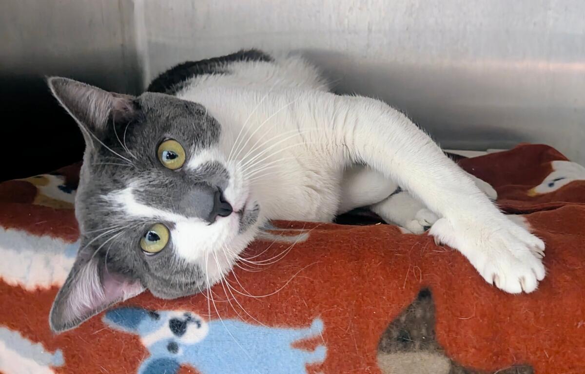 Peanut -- Meow Mobile Cat of the Week