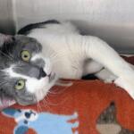 Peanut -- Meow Mobile Cat of the Week