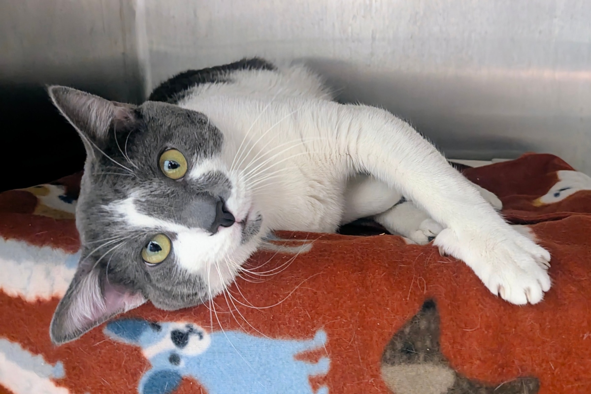 Peanut -- Meow Mobile Cat of the Week