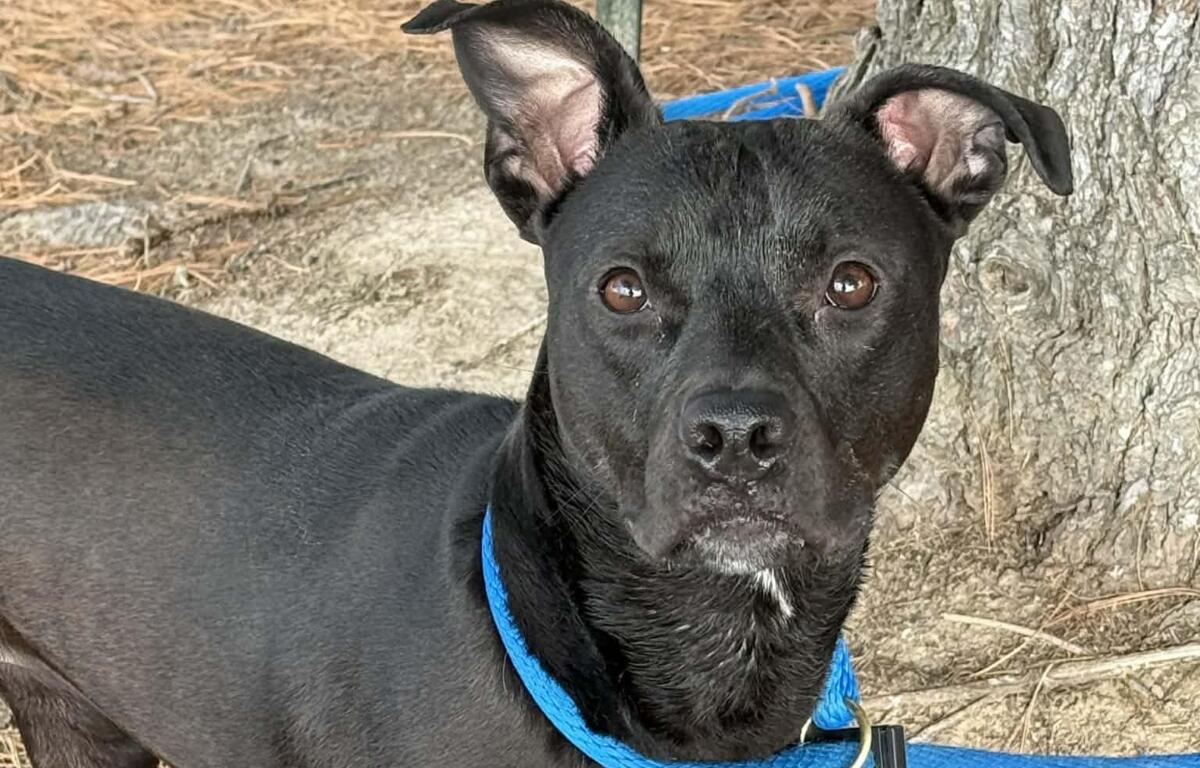 Birdie -- Friends of Sangamon County Animal Control Dog of the Week