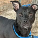 Birdie -- Friends of Sangamon County Animal Control Dog of the Week